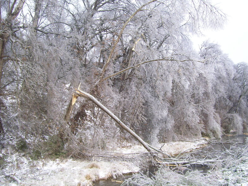 Frost-covered trees by a river