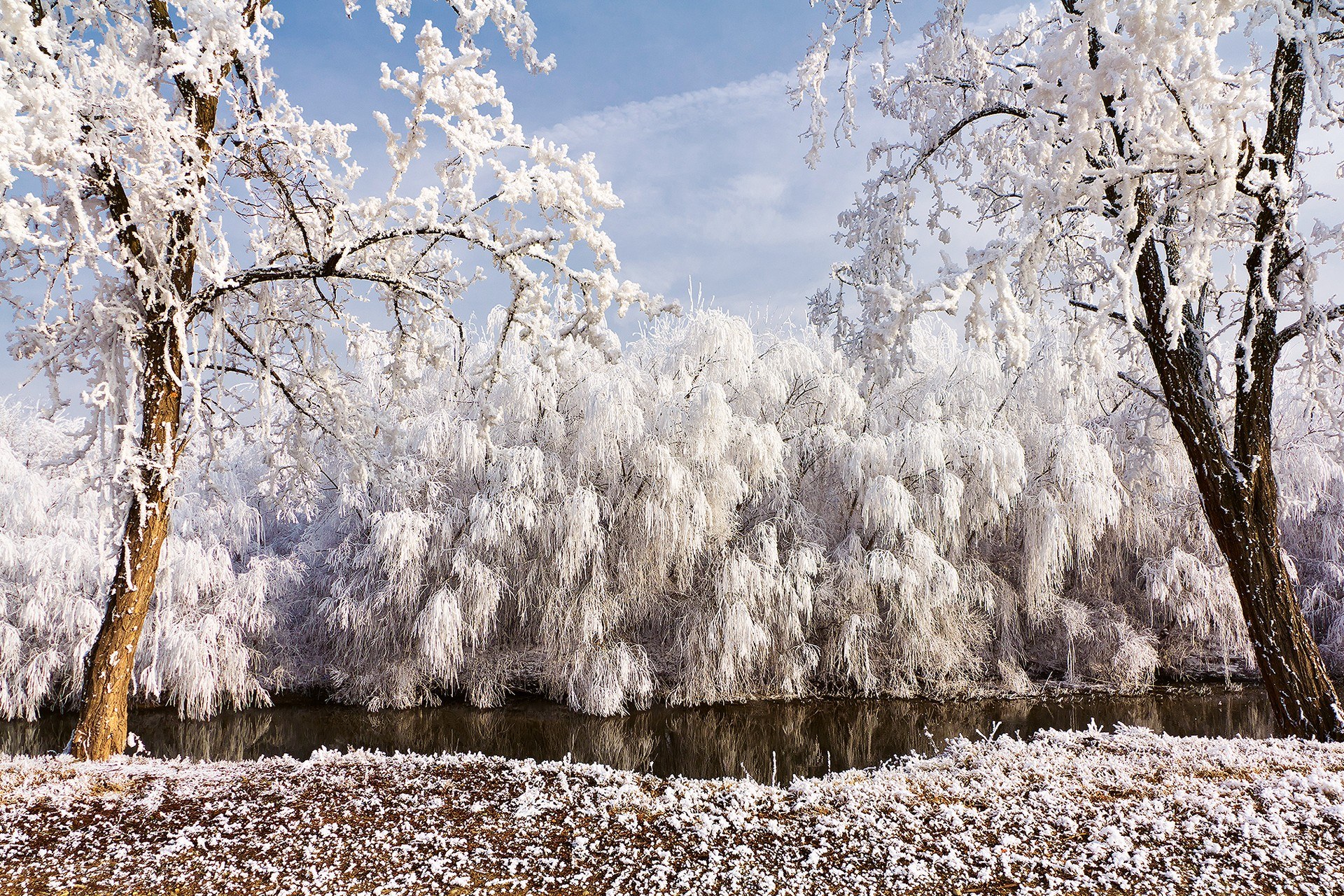 Frost-covered trees by a river