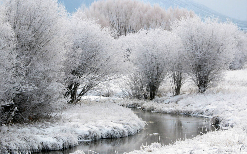 Frost-covered trees by a stream