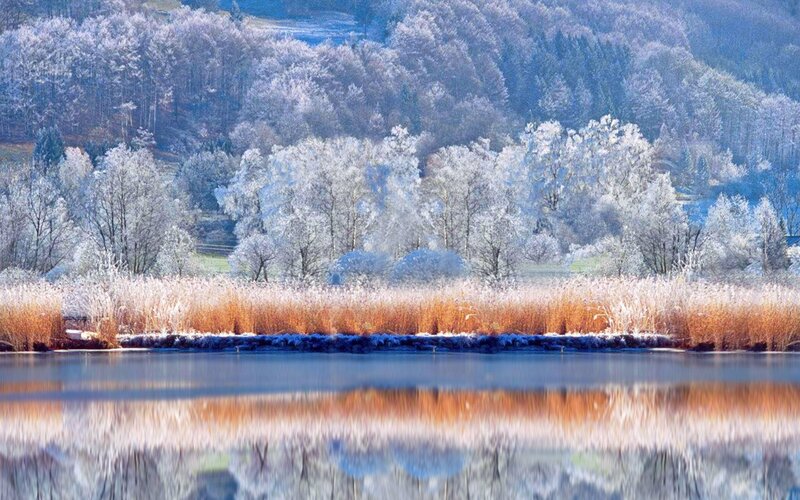 Frost-covered Trees by Lake — Blue, Serene, Winter, Photograph, Reeds