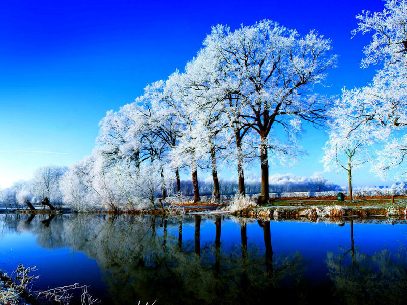 Frost-covered Trees by Lake — Blue, Serene, Winter, Photograph