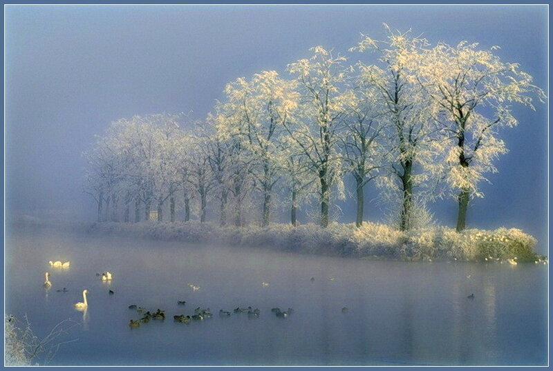 Frost-covered Trees by Lake — Blue