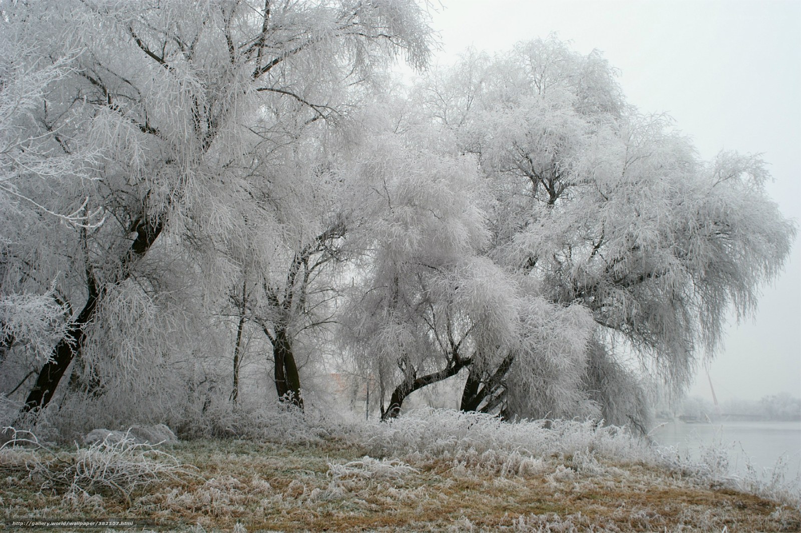 frost-covered trees by lake