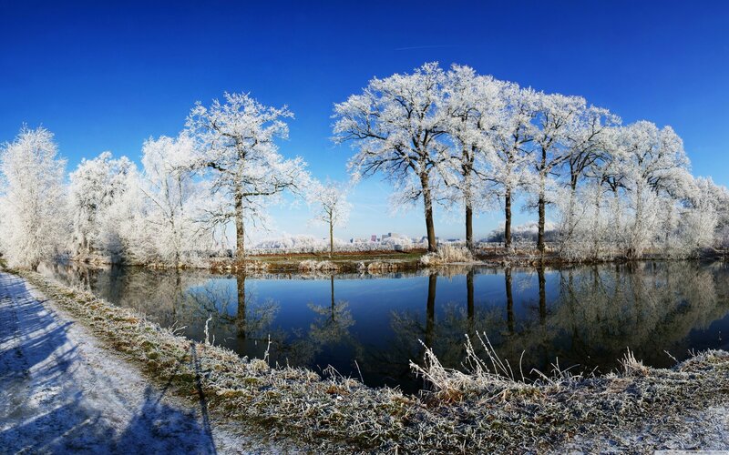 Frost-covered Trees by Pond — Blue