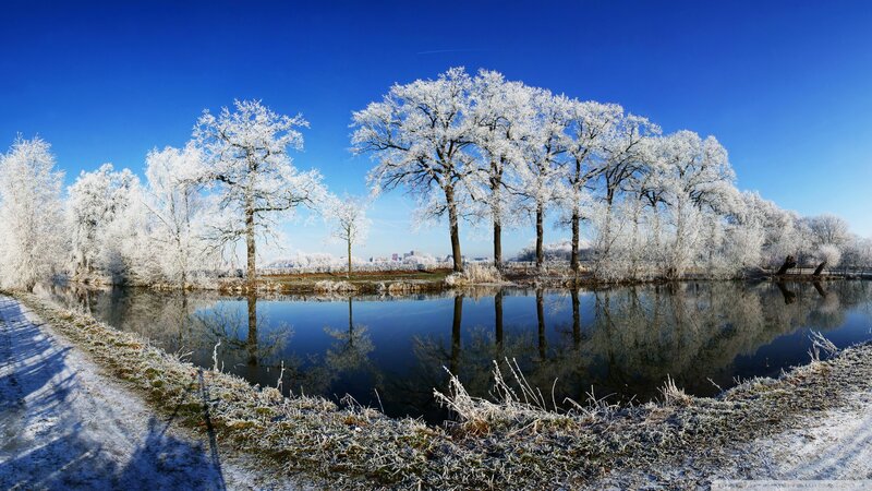Frost-covered Trees by Pond