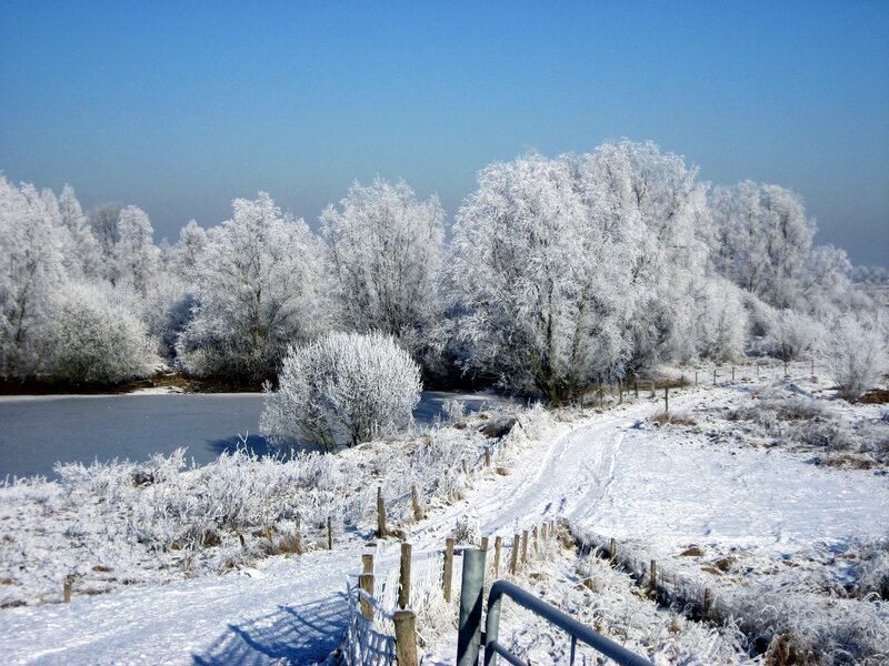 Frost-covered Trees by Pond — White