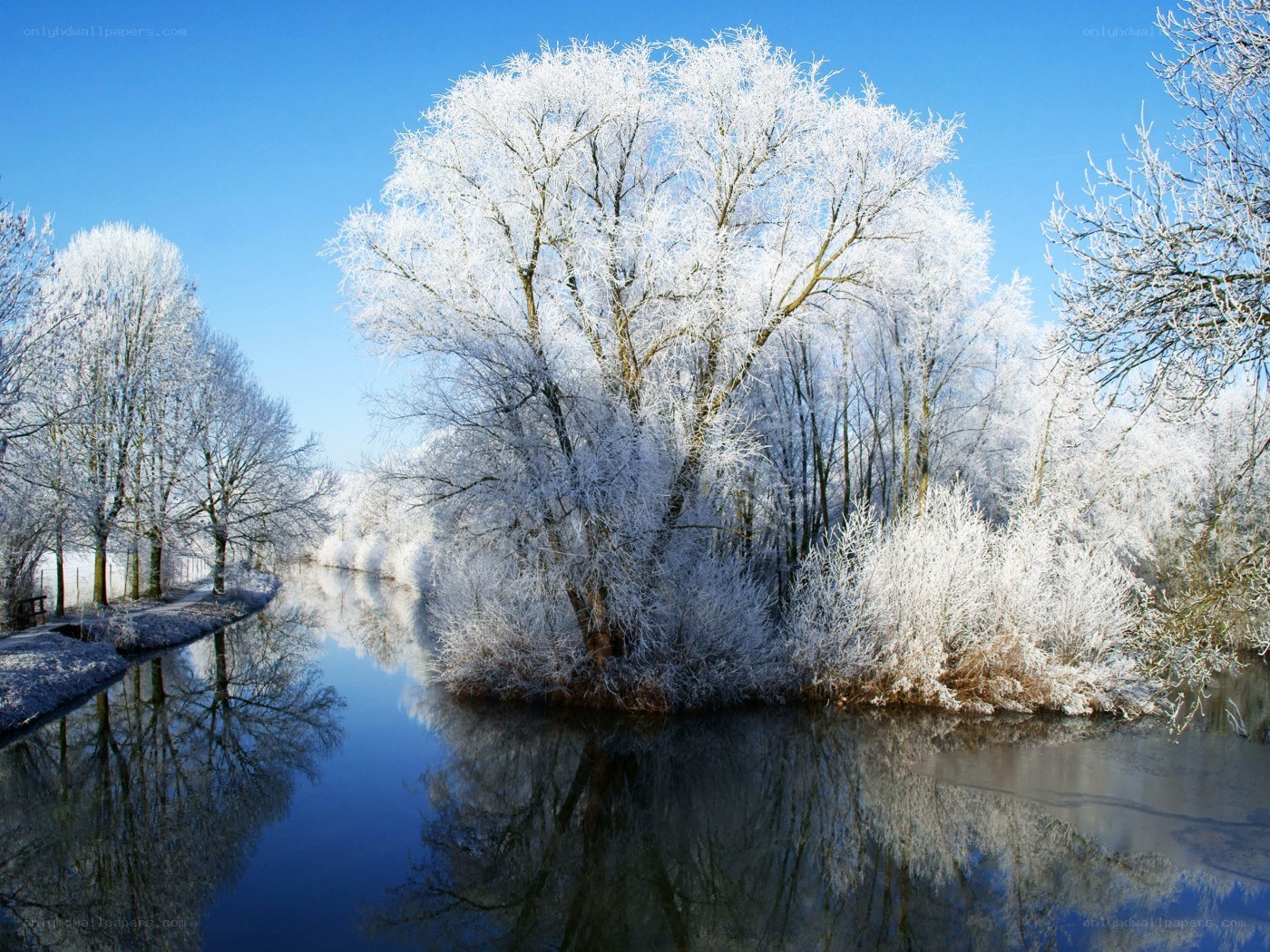 frost-covered trees by river