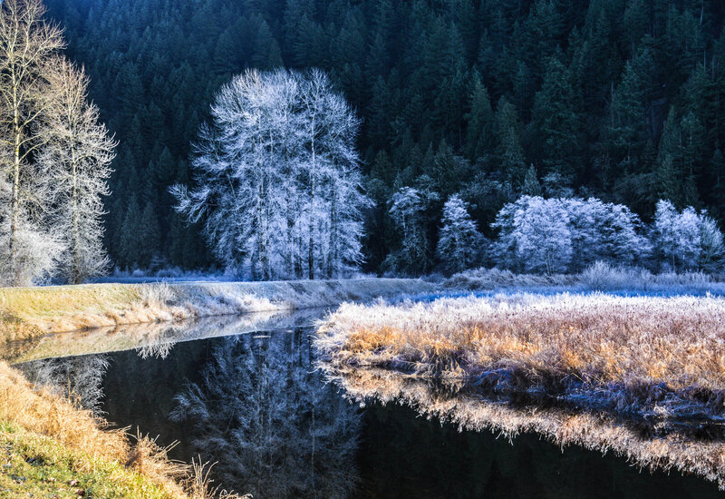 Frost-covered Trees by River — Blue, Serene, Winter, Photograph, Forest