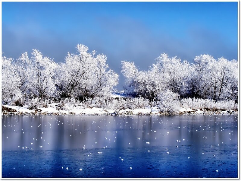 Frost-covered Trees by River — Blue, Serene, Winter, Photograph, Snow, White