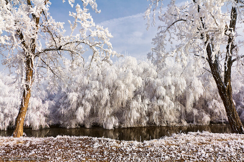 Frost-covered trees by river