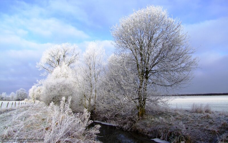 Frost-covered Trees by River — White, Cold