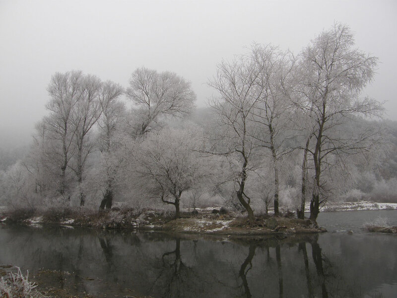 Frost-covered Trees by River — White, Misty
