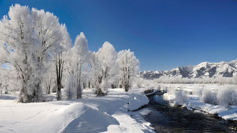 Frost-covered Trees by River — White, Serene