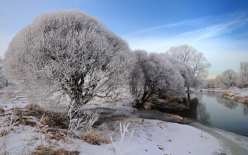Frost-covered Trees by River — White, Serene, Winter, Photograph, Snow, Sky, Blue, Brown