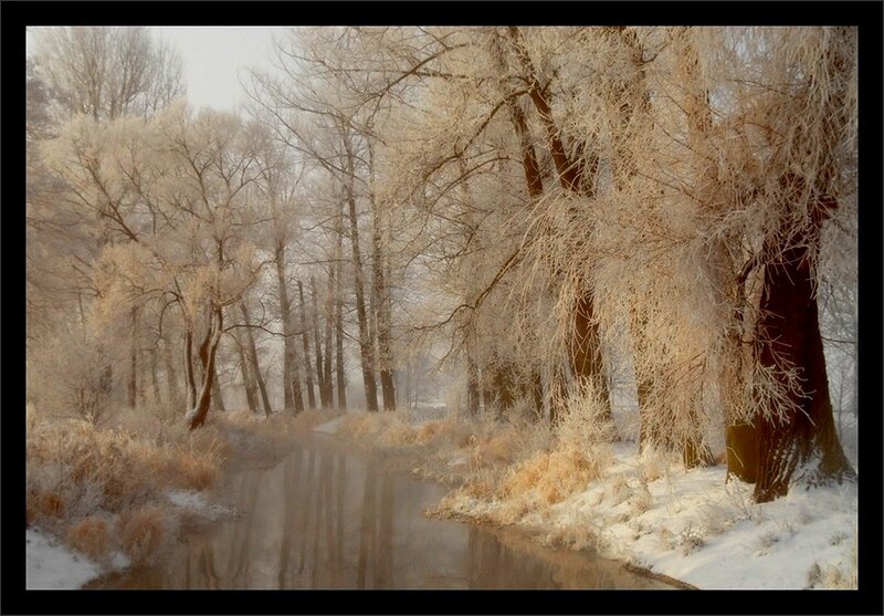 Frost-covered Trees by River — White, Serene, Winter, Photograph, Snow
