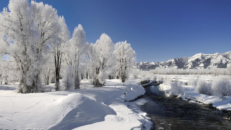Frost-covered Trees by River — White, Serene, Winter, Photograph