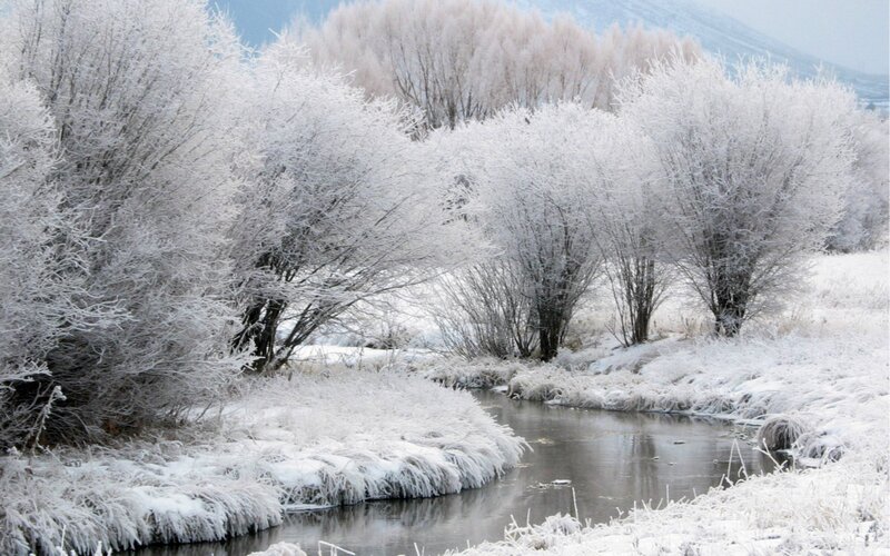 Frost-covered Trees by Stream — White