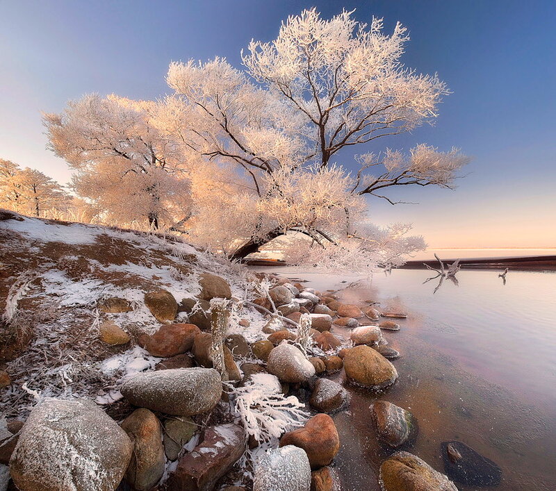 Frost-covered Trees by Water
