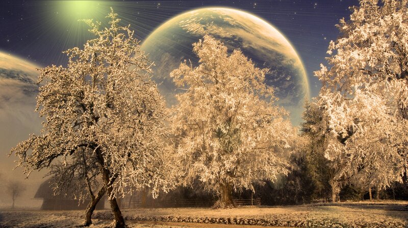 Frost-covered Trees — Gold