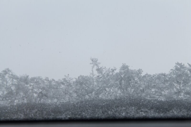 Frost-covered Trees — Gray, Cold
