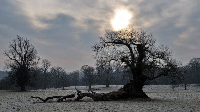 Frost-covered Trees — Gray, Dreary