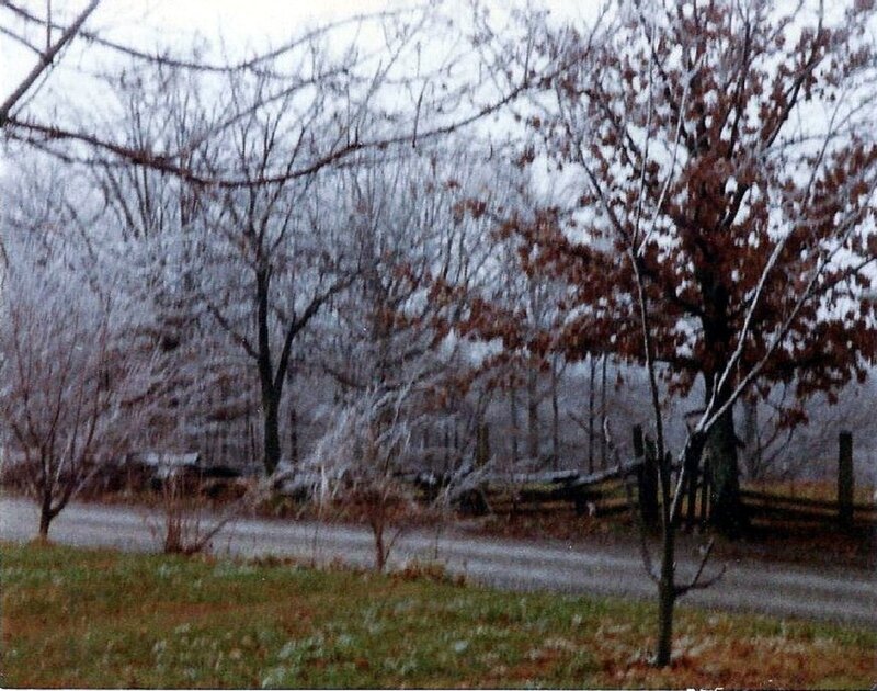 Frost-covered Trees — Gray