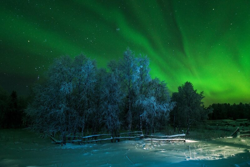 Frost-covered Trees — Green, Serene