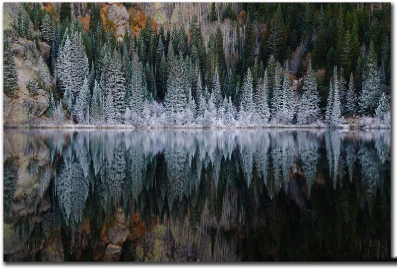 Frost-covered Trees — Green