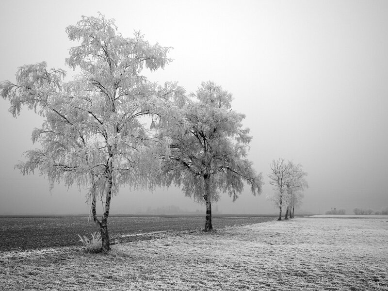Frost-covered trees in a foggy field