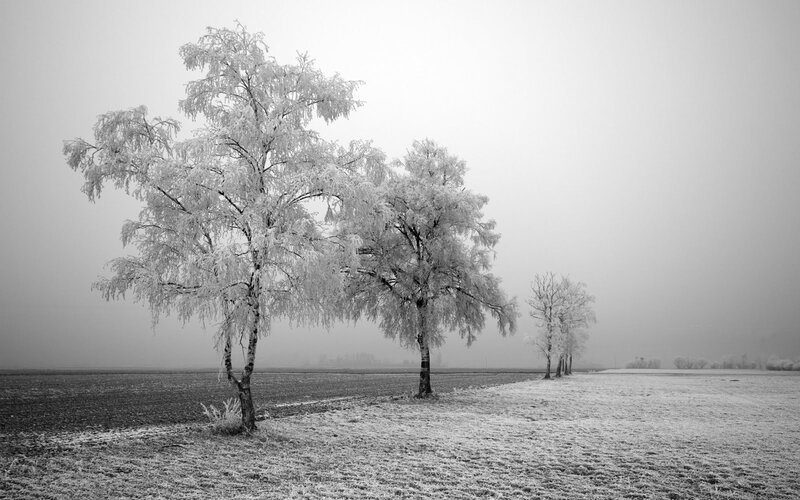 Frost-covered trees in a foggy field
