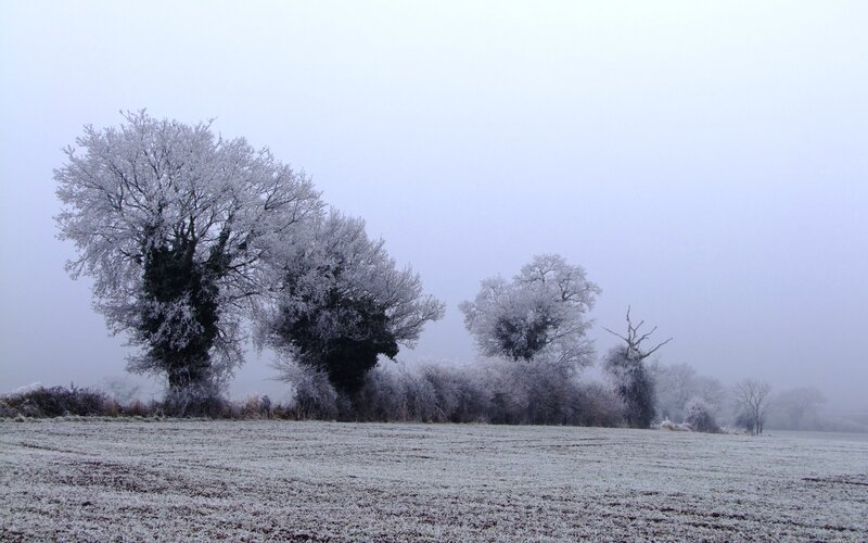 frost-covered trees in a foggy field