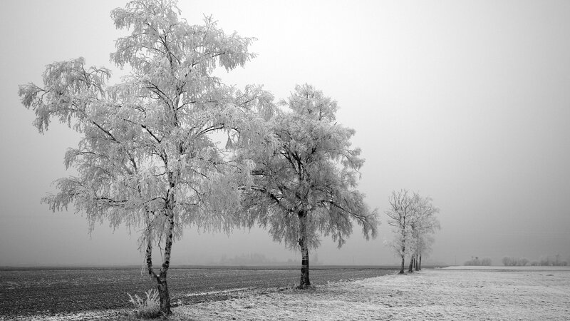 Frost-covered trees in a foggy field