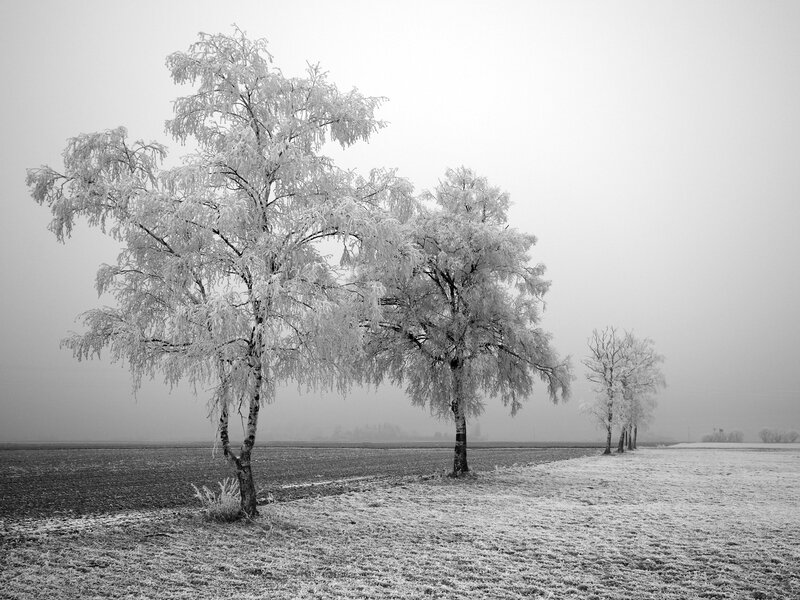 Frost-covered trees in a foggy field