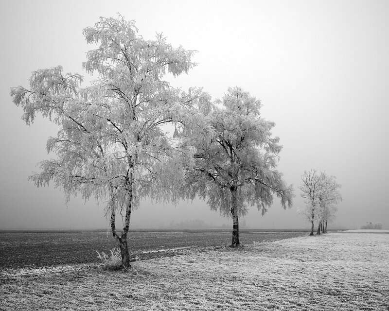 Frost-covered trees in a foggy field