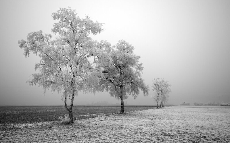 Frost-covered trees in a foggy field