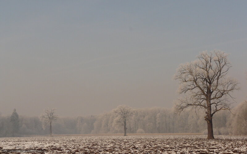 Frost-covered trees in a winter field