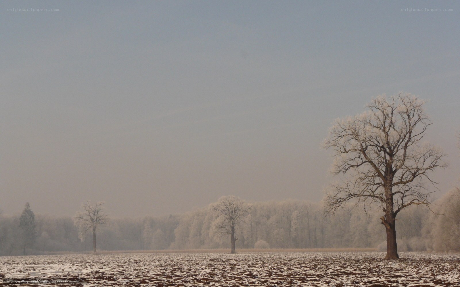 Frost-covered trees in a winter field