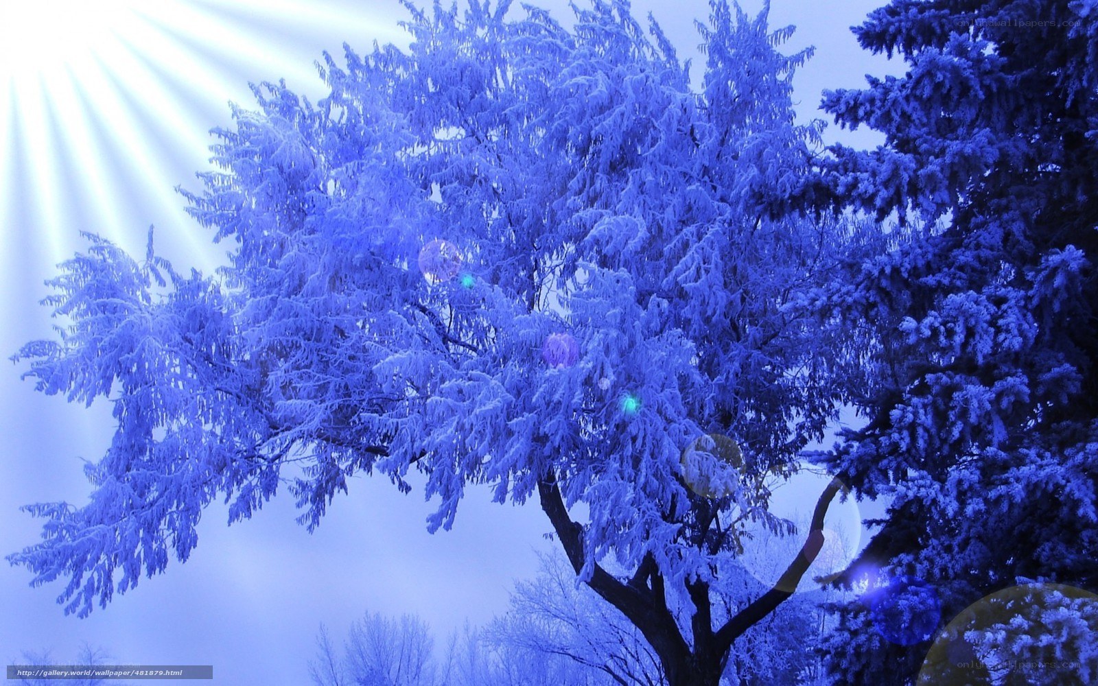 frost-covered trees in blue light