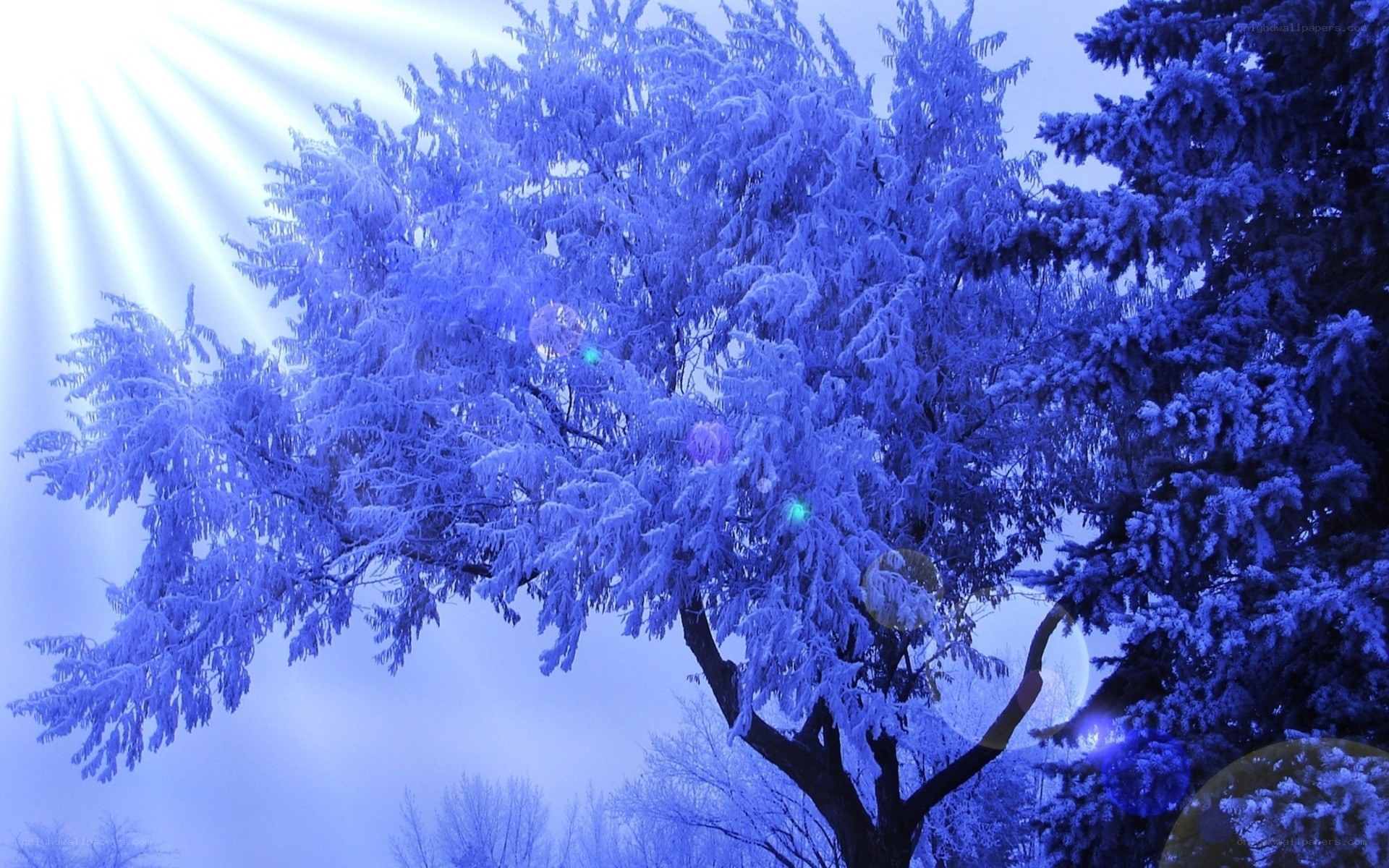 frost-covered trees in blue light