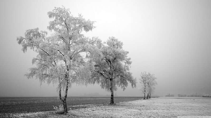 Frost-covered Trees in Field — Black, Serene, Winter, Photograph, Fog