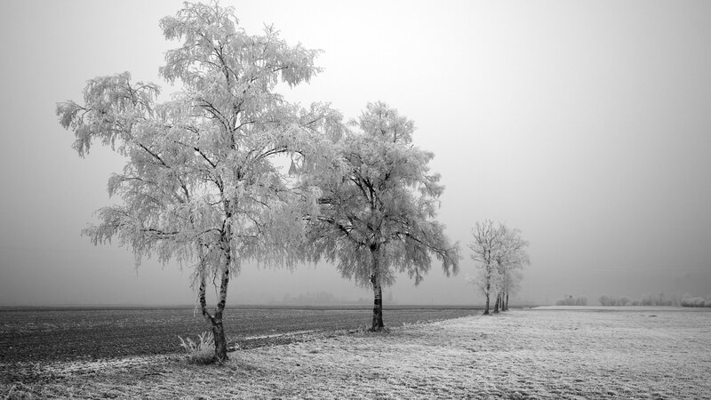 Frost-covered Trees in Field — Black, Serene, Winter, Photograph