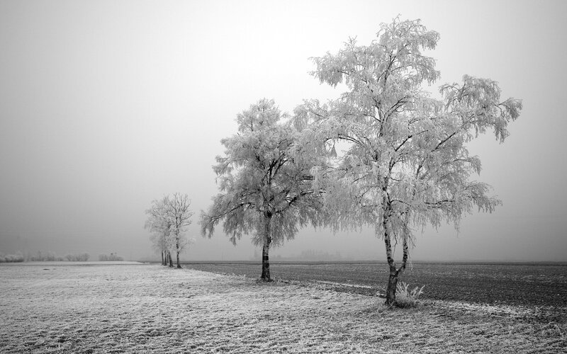 Frost-covered Trees in Field — Black, Serene, Winter