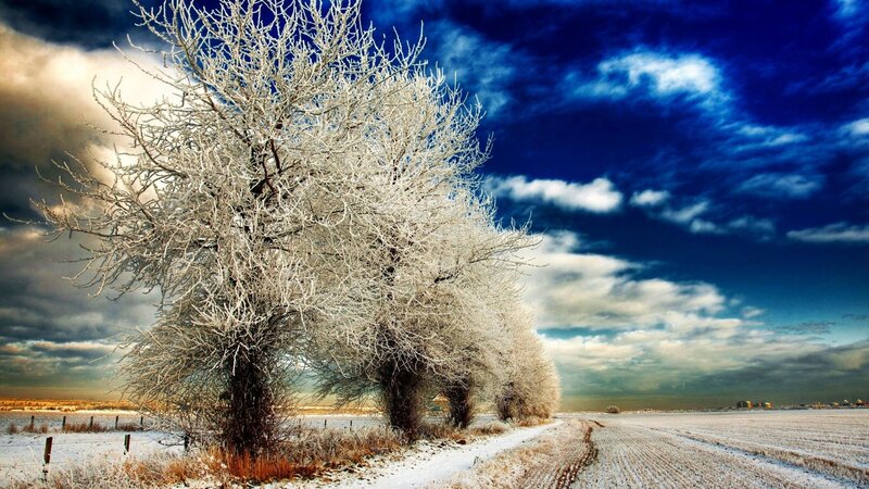 Frost-covered Trees in Field — Blue, Dramatic