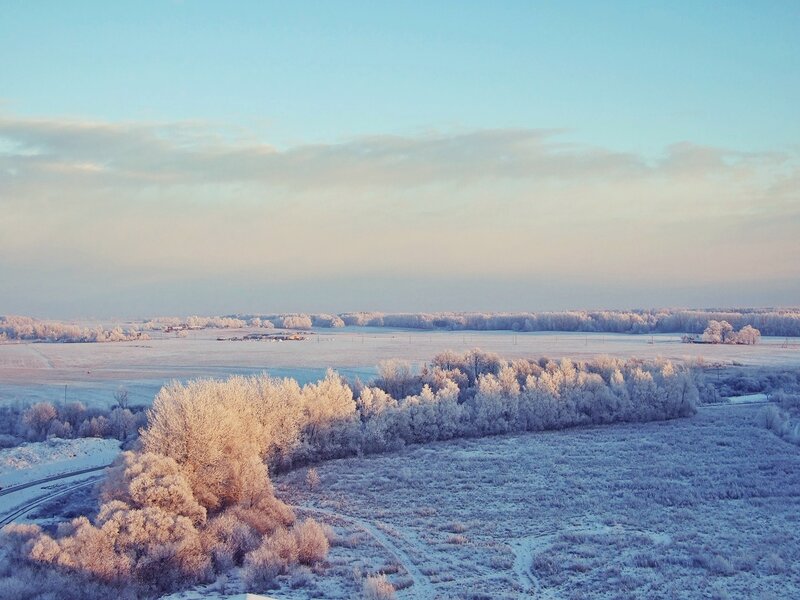 Frost-covered Trees in Field — Blue, Serene