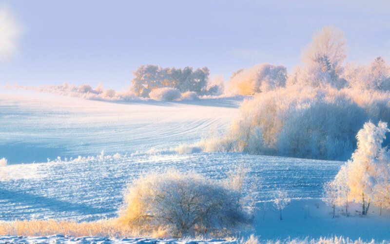 Frost-covered Trees in Field — Blue, Serene, Winter, Photograph, Snow, Sunlight
