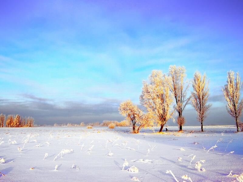 Frost-covered Trees in Field — Blue, Serene, Winter, Photograph