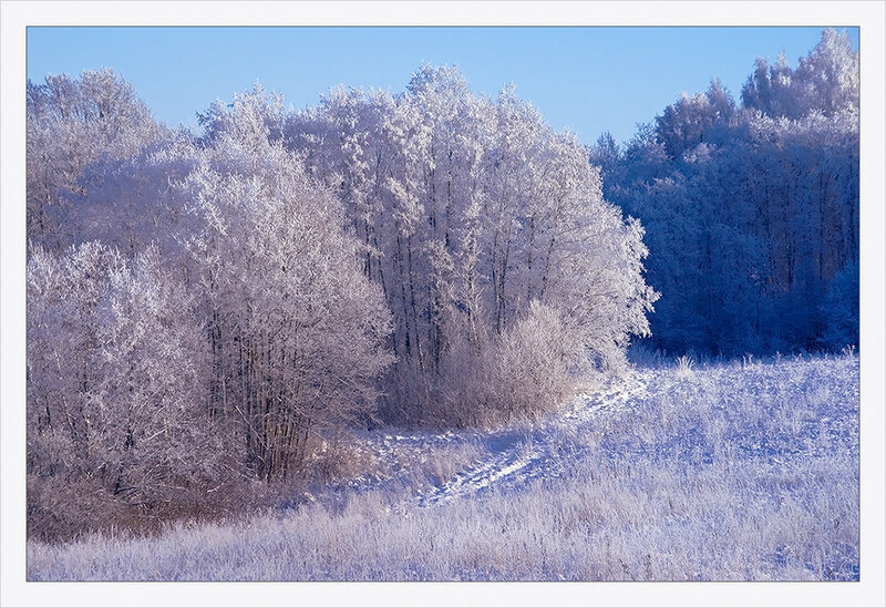 Frost-covered Trees in Field — Blue, Serene, Winter