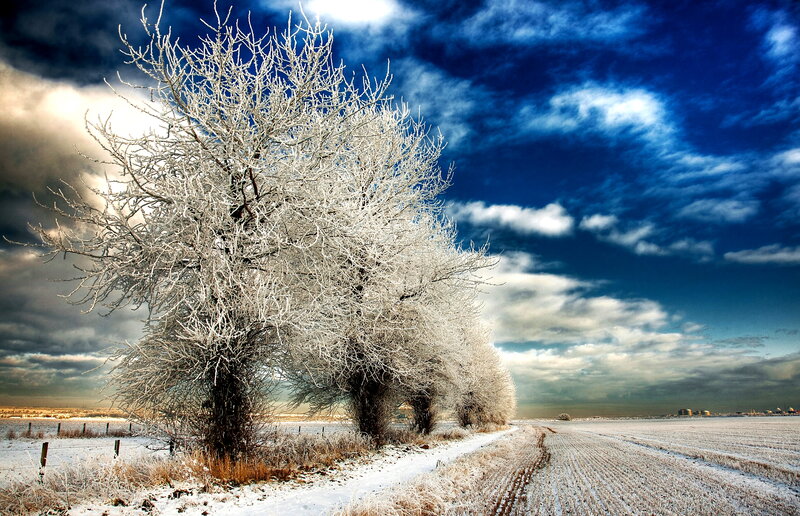 Frost-covered Trees in Field — Blue