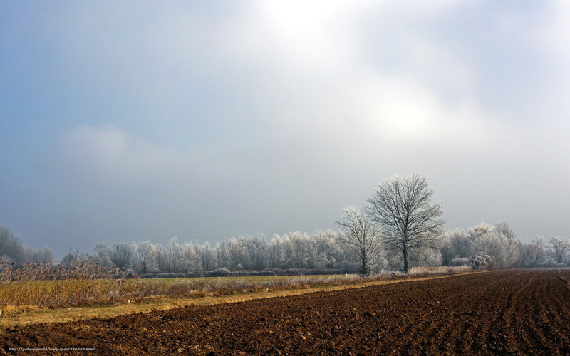 Frost-covered Trees in Field — Brown, Cold