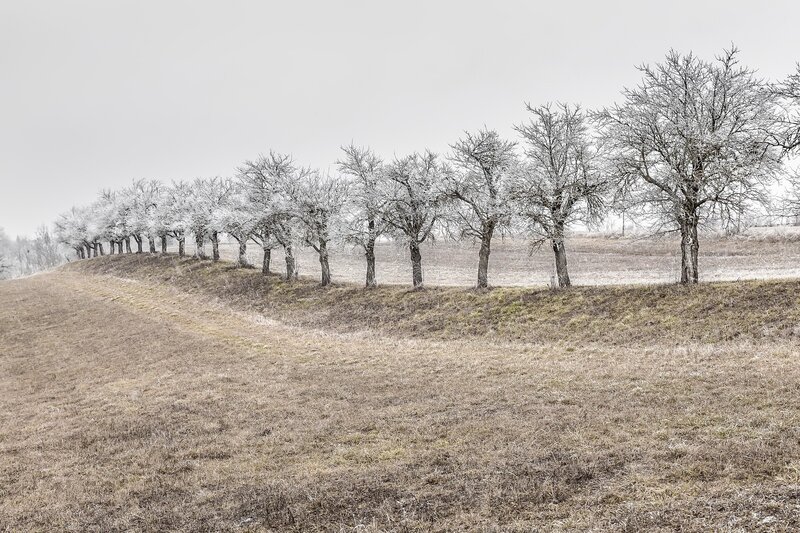 Frost-covered Trees in Field — Brown, Cold, Winter